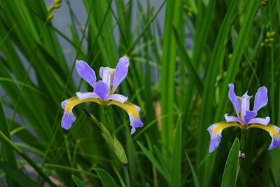 Iris blooming outdoors