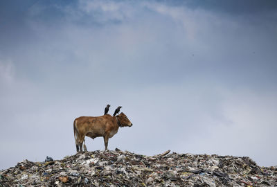 A cow on a garbage dump