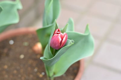 Close-up of red tulip