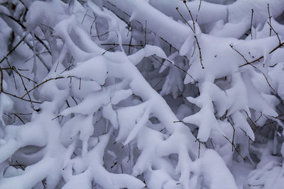 Full frame shot of snow covered plants