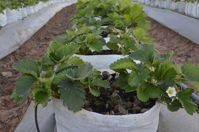 Close-up of plant growing in greenhouse