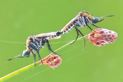 Close-up of grasshopper on leaf