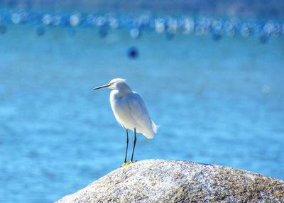 Seagull perching on rock by sea