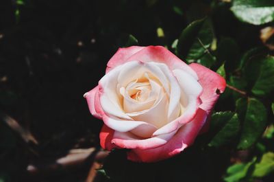 Close-up of pink rose