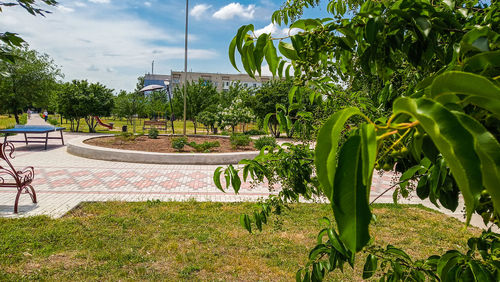 Plants growing on field against sky