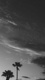 Low angle view of silhouette palm trees against sky