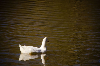 White swan swimming in lake