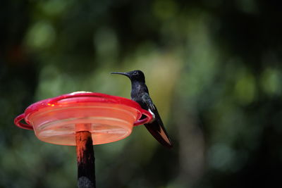 Close-up of bird perching on feeder