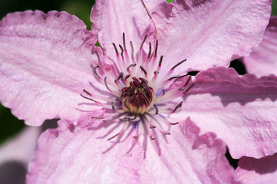 Close-up of pink flower