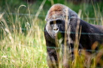 Close-up of monkey