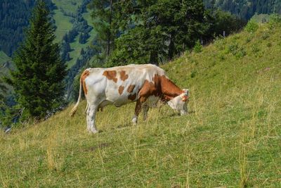 Cow standing in a field