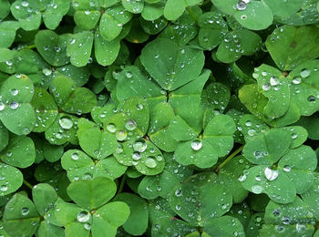 Full frame shot of water drops on clover leaves