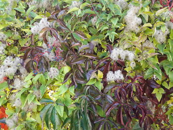 High angle view of flowering plants on land