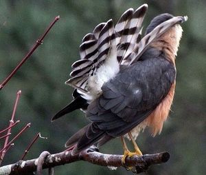 Close-up of bird perching on wall