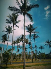 Palm trees on field against sky