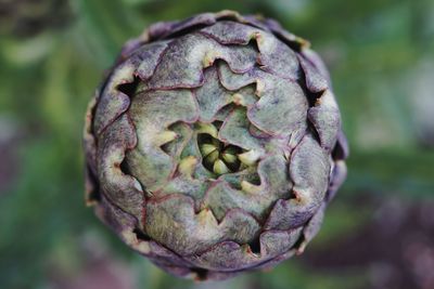 Close-up of artichoke