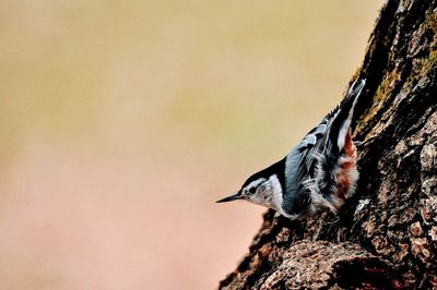 Close-up of bird perching on tree trunk