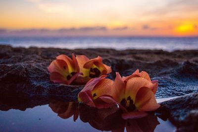 Close-up of flower on beach against sky during sunset