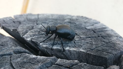 Close-up of insect on rock