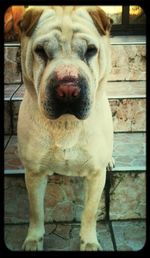 Close-up portrait of a dog