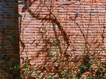 Low angle view of ivy on wall