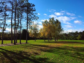 Trees on field against sky