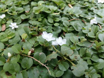 High angle view of white flowering plants