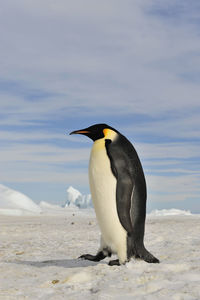 View of a bird on snow