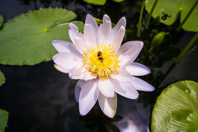 Close-up of lotus water lily in pond