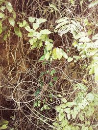 Full frame shot of plants in forest