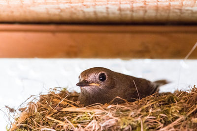 Close-up of bird in nest