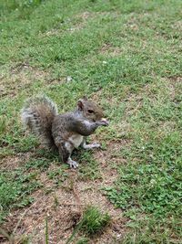 High angle view of squirrel on field