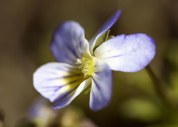 Close-up of flower against blurred background