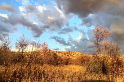 View of bare trees against cloudy sky