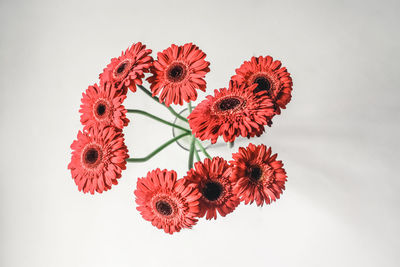 Close-up of red flower against white background