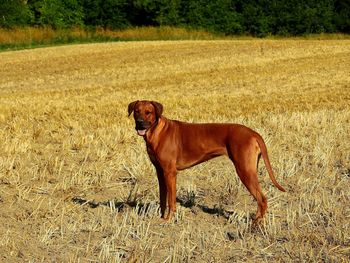 Dog standing on field