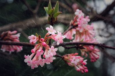 Close-up of pink flowers on branch