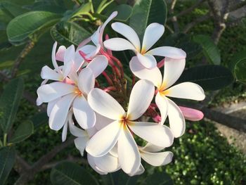 High angle view of frangipani blooming outdoors