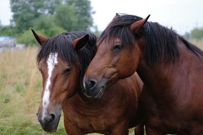 Close-up of horse in ranch