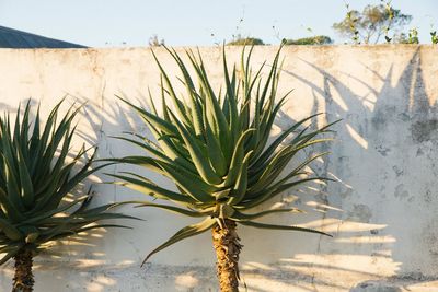 Close-up of palm tree against sky