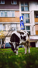 Horse standing in a building