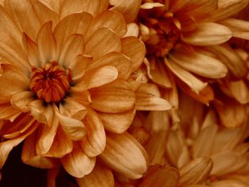 Full frame shot of yellow flower