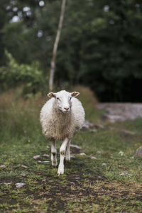 Sheep standing in a field
