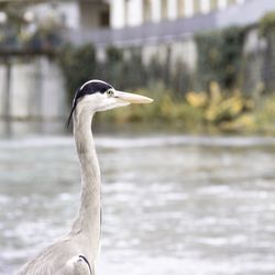 Close-up of a bird