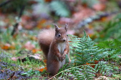Squirrel on a field