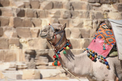 Camel waiting in front of great pyramid