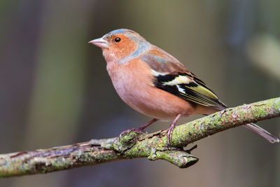 Male chaffinch on a branch in the forest