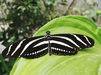 Close-up of butterfly perching on leaf