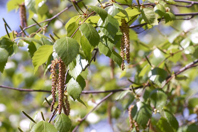 Close-up of tree branch