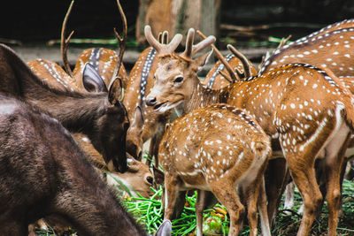 Deer in a field